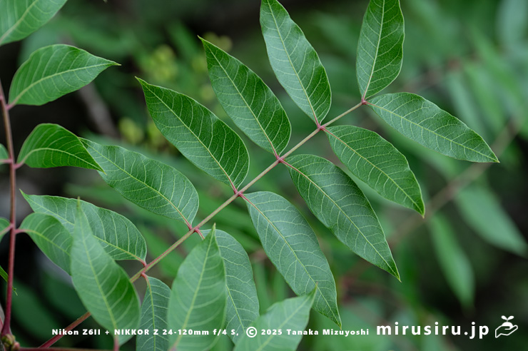 カイノキの葉　茅ヶ崎市・中央公園　2025/06/13