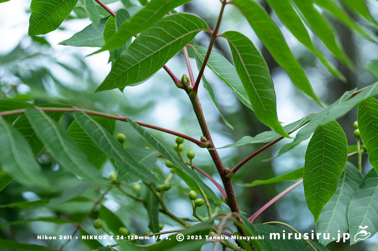 カイノキの枝　茅ヶ崎市・中央公園　2025/06/13