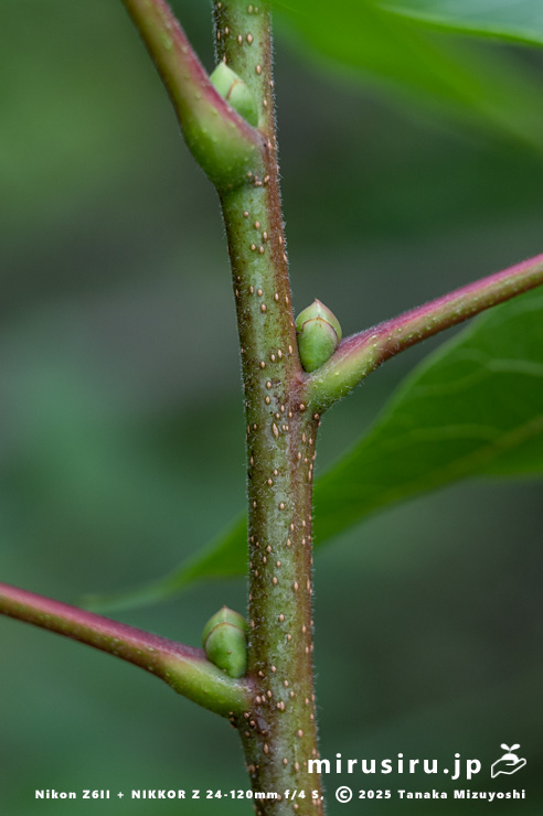 カイノキの葉柄基部　茅ヶ崎市・中央公園　2025/06/13