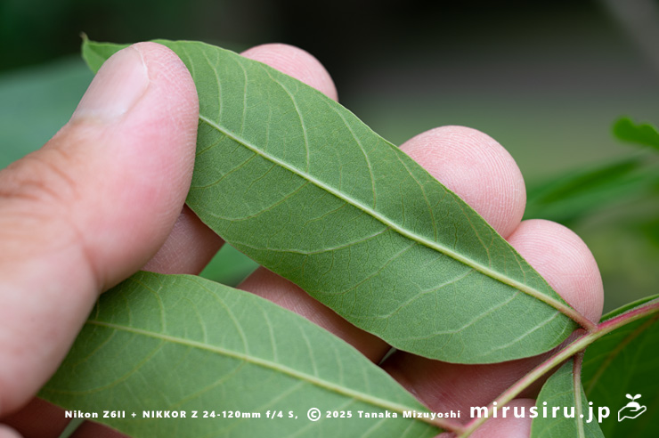 カイノキの葉裏　茅ヶ崎市・中央公園　2025/06/13