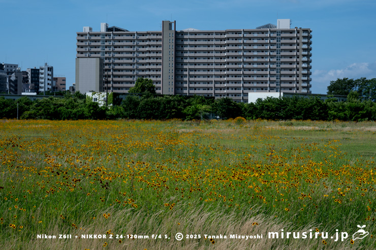 空き地に大量に生えたハルシャギク　相模原市中央区・在日米陸軍相模総合補給廠一部返還地　2025/06/21