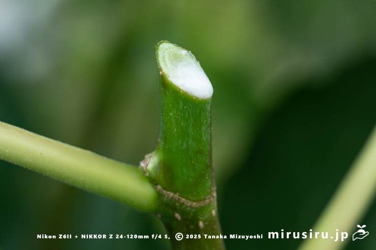 イチジクの新枝の切断面からにじみ出た樹液　茅ヶ崎市浜之郷　2025/06/24