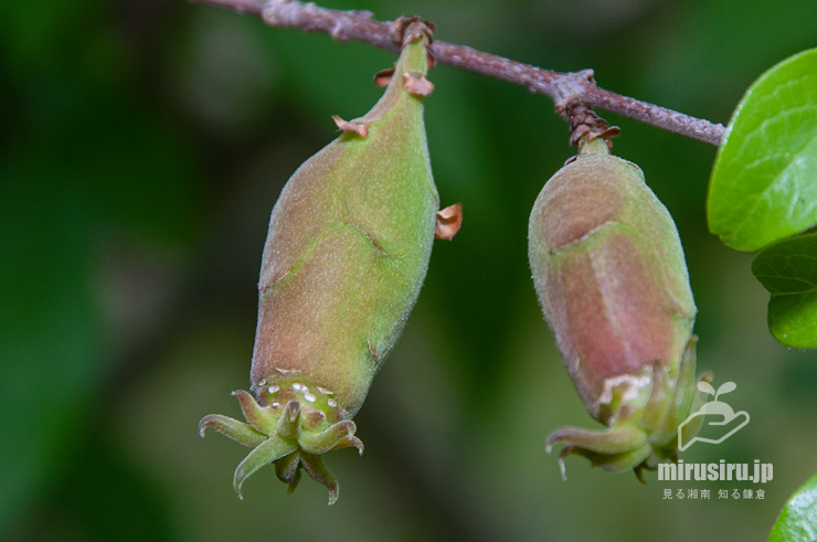 ロウバイの若い実　平塚市・総合公園　2017/05/16