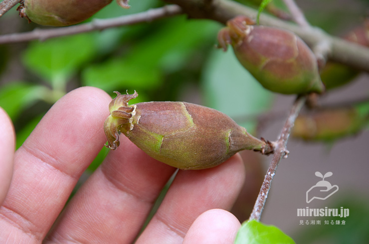 ロウバイの若い実のサイズ感　平塚市・総合公園　2017/05/16