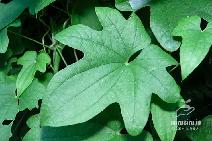 カエデドコロの葉　横浜市栄区・横浜自然観察の森　2018/08/02