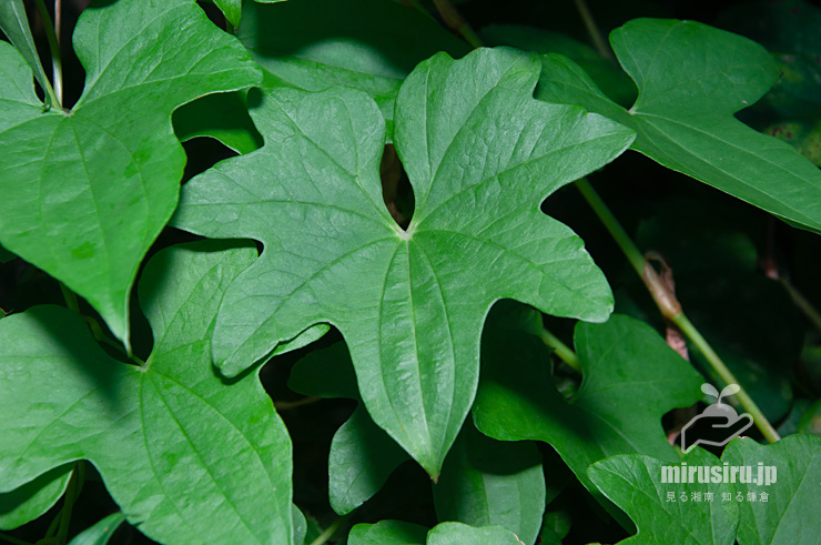 カエデドコロの葉　平塚市中堂　2018/09/09