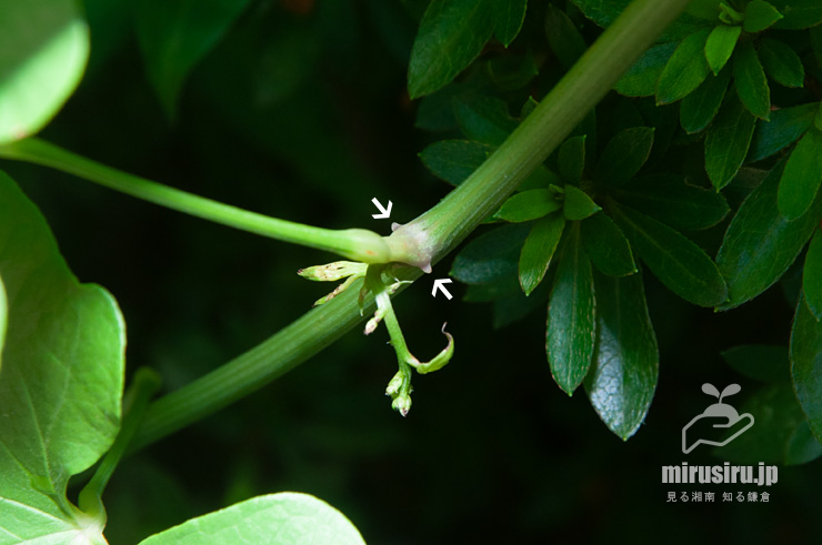 カエデドコロの葉柄基部にある一対の突起　平塚市中堂　2018/09/11