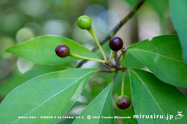 クロモジの熟し始めた実　箱根湿生花園　2023/08/03