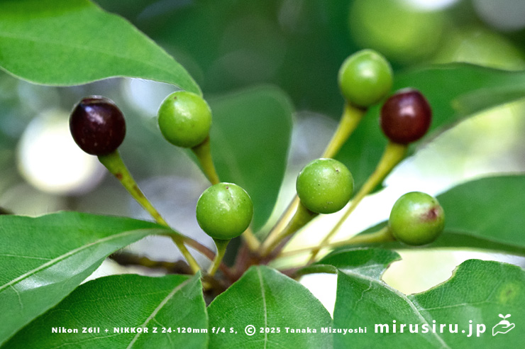 クロモジの熟し始めた実　箱根湿生花園　2023/08/03