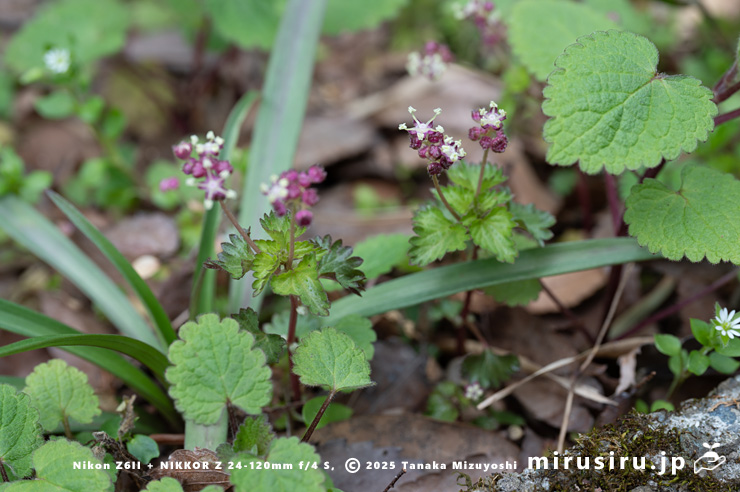 開花中のカテンソウ　秦野市蓑毛・金目川沿い　2024/03/27
