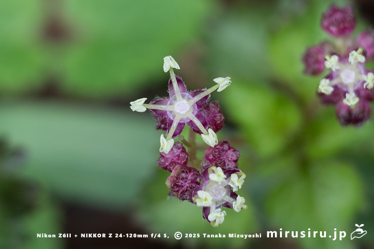 カテンソウの雄花　秦野市蓑毛・金目川沿い　2024/03/27