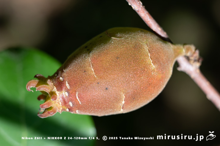 ロウバイの未熟な実　二宮町・せせらぎ公園　2024/06/03