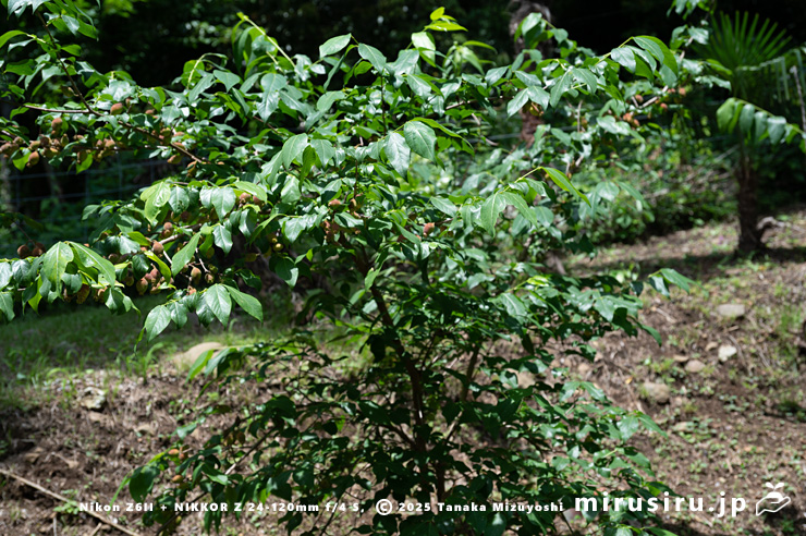 実がなったロウバイ　二宮町・せせらぎ公園　2024/06/03