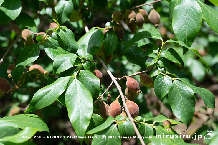 実がなったロウバイ　二宮町・せせらぎ公園　2024/06/03