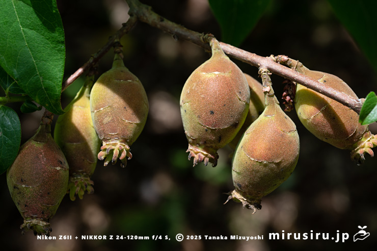 ロウバイの未熟な実　二宮町・せせらぎ公園　2024/06/03