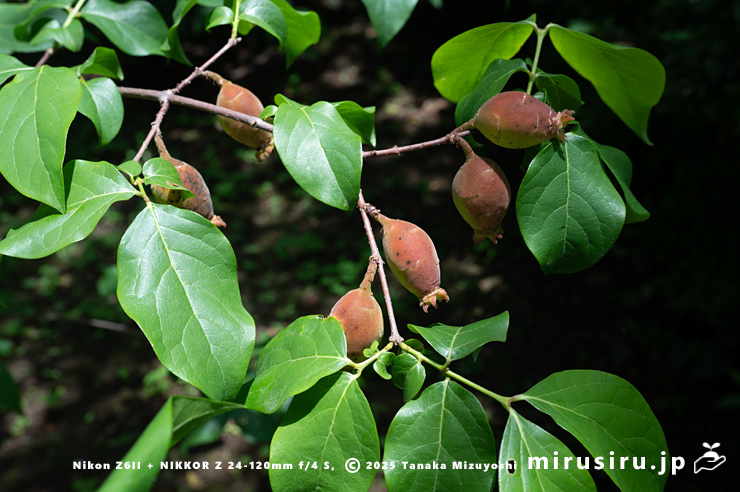 実がなったロウバイ　二宮町・せせらぎ公園　2024/06/03