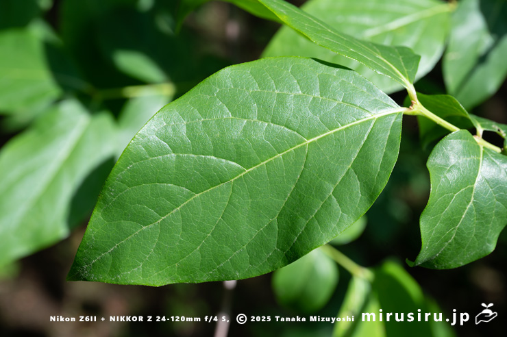 ロウバイの葉　二宮町・せせらぎ公園　2024/06/03