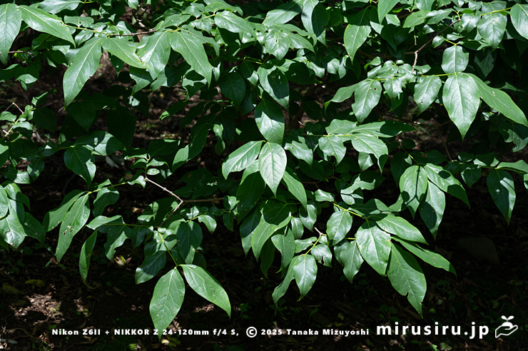ロウバイの葉　二宮町・せせらぎ公園　2024/06/03