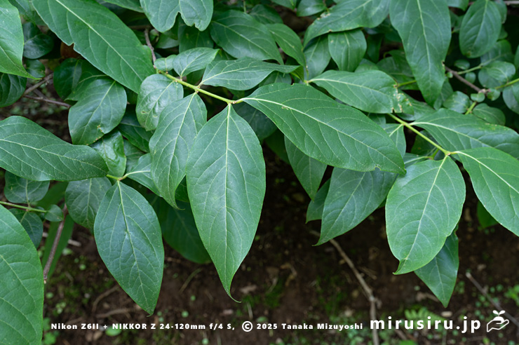 ロウバイの葉　二宮町・せせらぎ公園　2024/06/03