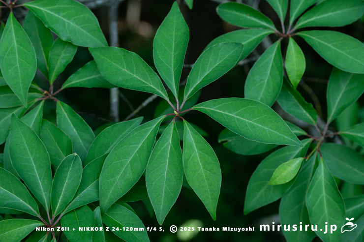 クロモジの葉　箱根湿生花園　2024/06/08