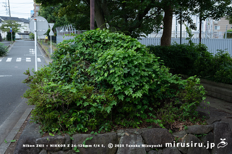 サツキの植え込みを覆ったカエデドコロ　平塚市中堂　2024/06/27