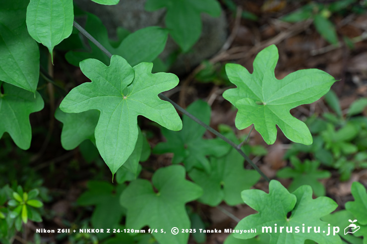 カエデドコロの葉　平塚市中堂　2024/06/27