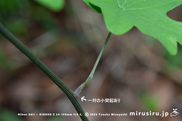 カエデドコロの茎と葉柄　平塚市中堂　2024/06/27