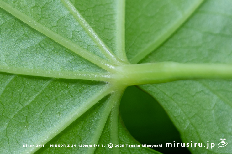 カエデドコロの葉裏の葉身基部　平塚市中堂　2024/06/27