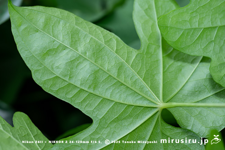 カエデドコロの葉裏　平塚市中堂　2024/06/27