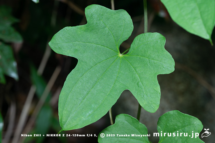 カエデドコロの葉　平塚市中堂　2024/06/27