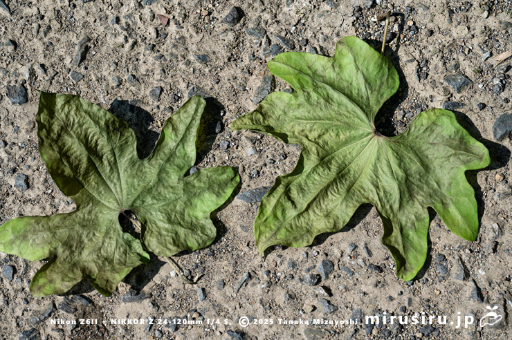 カエデドコロの乾燥した葉　平塚市中堂　2024/07/05