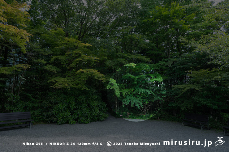 夏のクロモジ　箱根湿生花園　2024/07/29