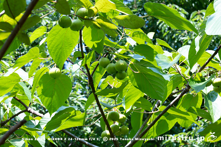 未熟な実がなったシナアブラギリ　横浜市南区・横浜市こども植物園　2024/08/09