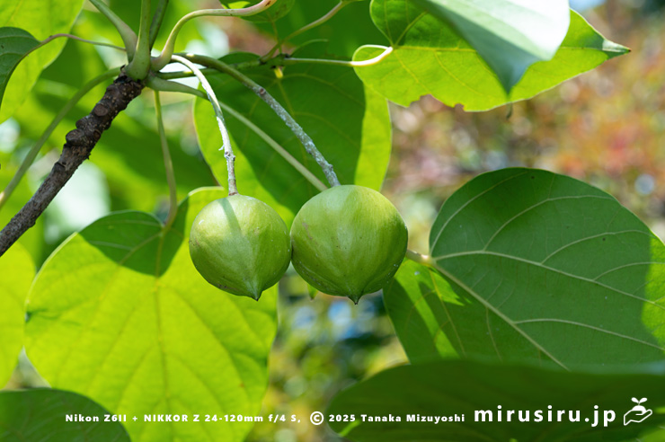 未熟な実がなったシナアブラギリ　横浜市南区・横浜市こども植物園　2024/08/09