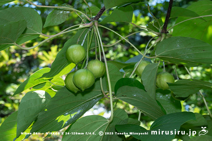 未熟な実がなったシナアブラギリ　横浜市南区・横浜市こども植物園　2024/08/09