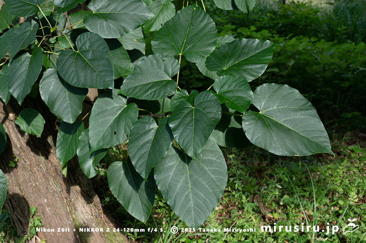 シナアブラギリの葉　厚木市・神奈川県自然環境保全センター　2024/09/19