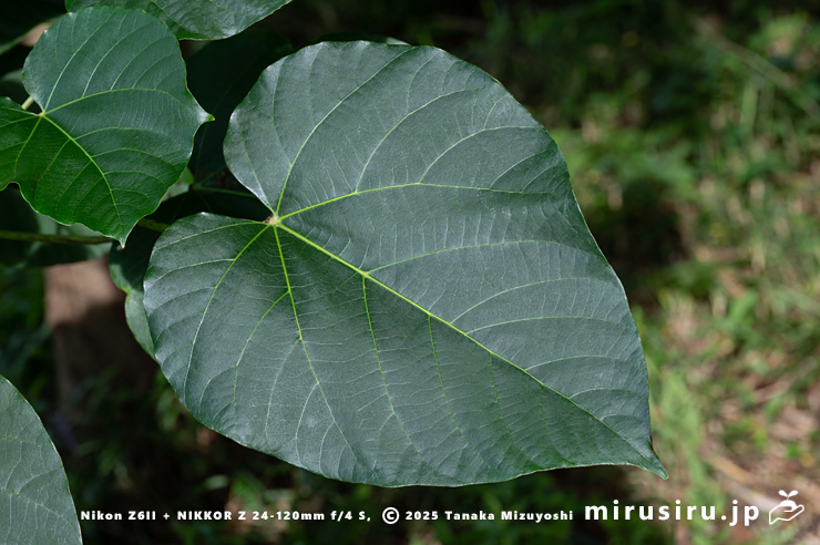 シナアブラギリの葉　厚木市・神奈川県自然環境保全センター　2024/09/19