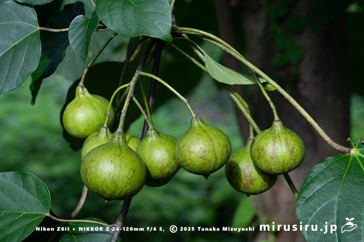 シナアブラギリの未熟な実　厚木市・神奈川県自然環境保全センター　2024/09/19
