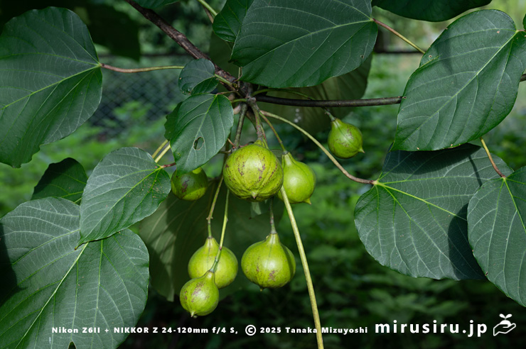 実がなったシナアブラギリ　厚木市・神奈川県自然環境保全センター　2024/09/19