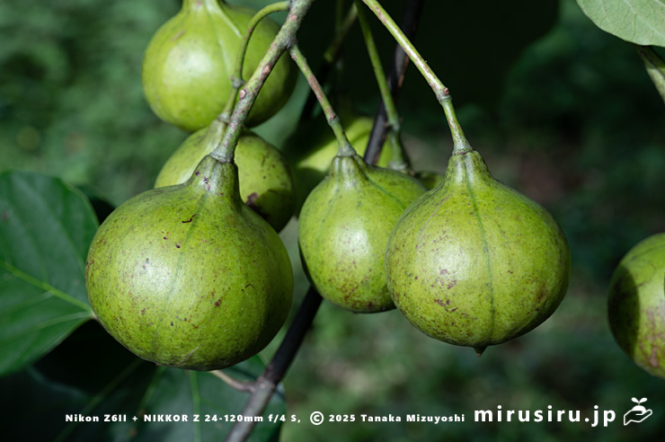 シナアブラギリの未熟な実　厚木市・神奈川県自然環境保全センター　2024/09/19