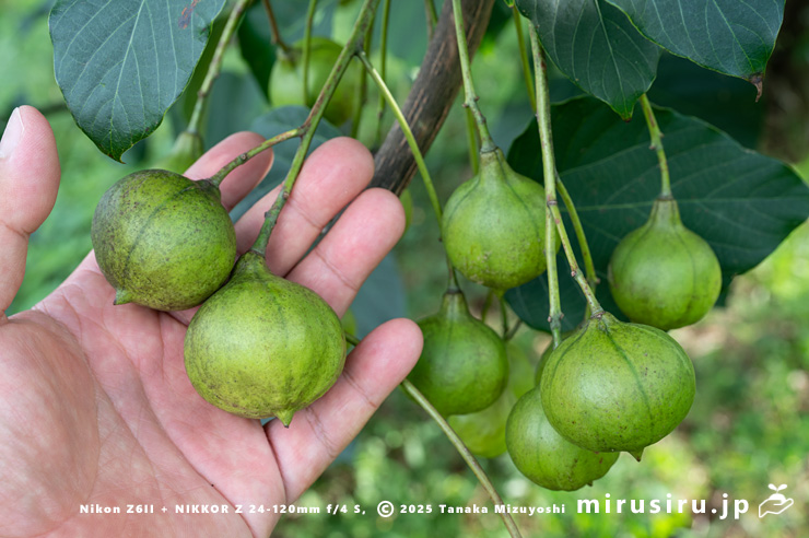 シナアブラギリの未熟な実のサイズ感　厚木市・神奈川県自然環境保全センター　2024/09/19