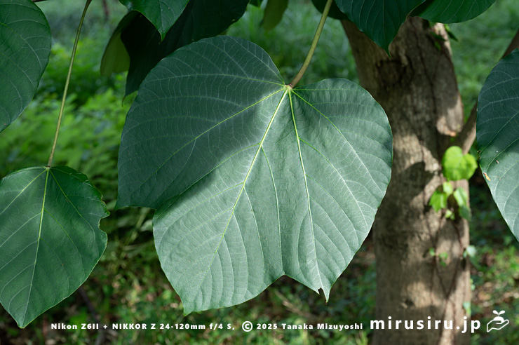 シナアブラギリの葉　厚木市・神奈川県自然環境保全センター　2024/09/19