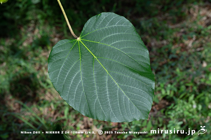 シナアブラギリの葉　厚木市・神奈川県自然環境保全センター　2024/09/19