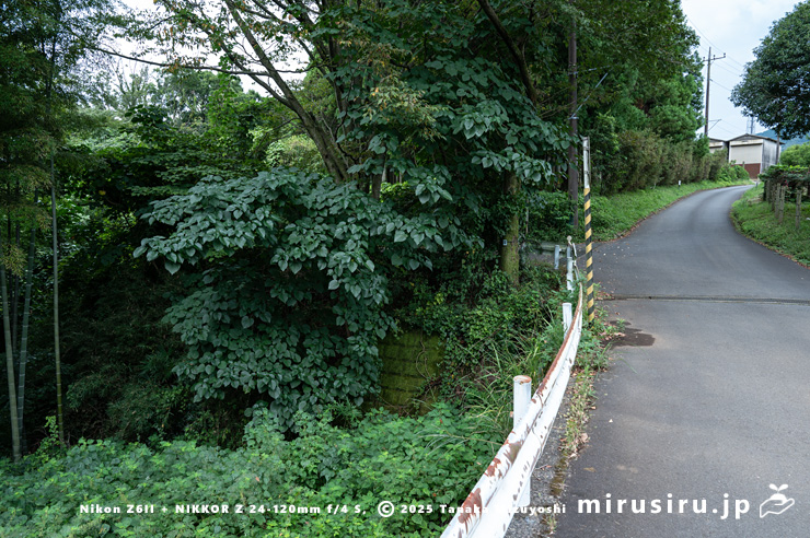 夏のシナアブラギリ　厚木市・神奈川県自然環境保全センター　2024/09/19