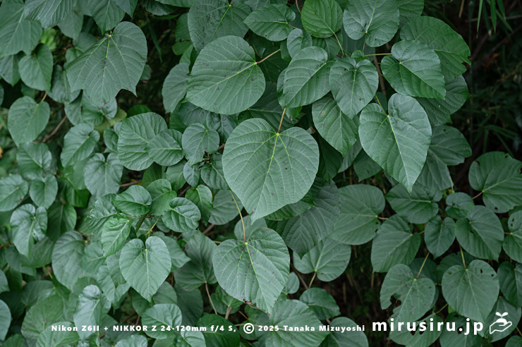 シナアブラギリの葉　厚木市・神奈川県自然環境保全センター　2024/09/19