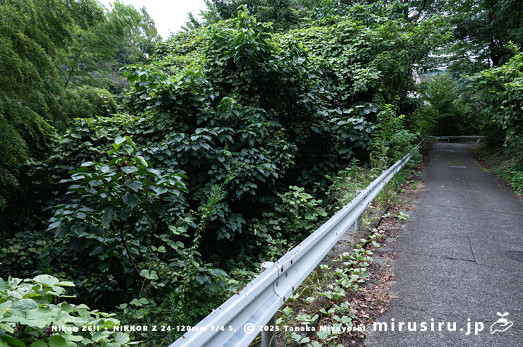 夏のシナアブラギリ　厚木市・神奈川県自然環境保全センター　2024/09/19