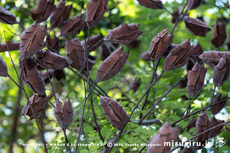 ジャケツイバラの熟した実　横浜市金沢区・金沢自然公園　2024/10/22