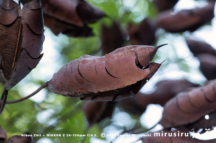 ジャケツイバラの熟した実　横浜市金沢区・金沢自然公園　2024/10/22