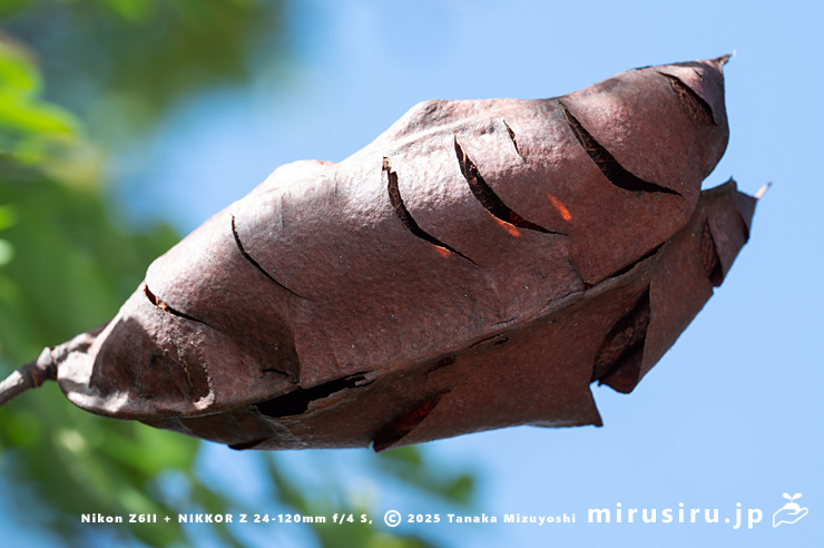 ジャケツイバラの熟した実　横浜市金沢区・金沢自然公園　2024/10/22