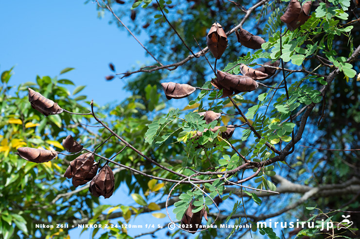 実が熟したジャケツイバラ　横浜市金沢区・金沢自然公園　2024/10/22